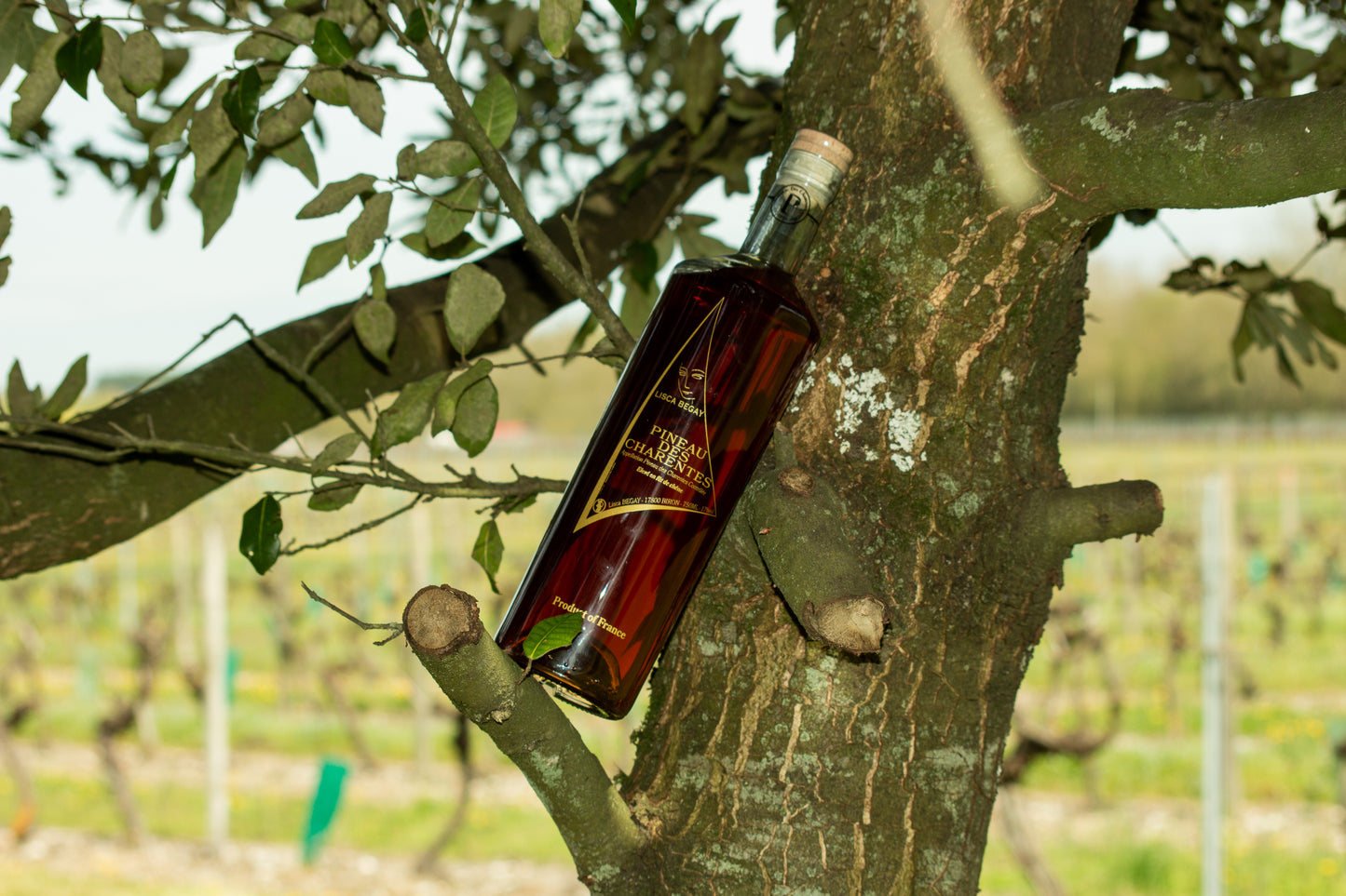 Pineau des Charentes Rosé 75CL 18%vol